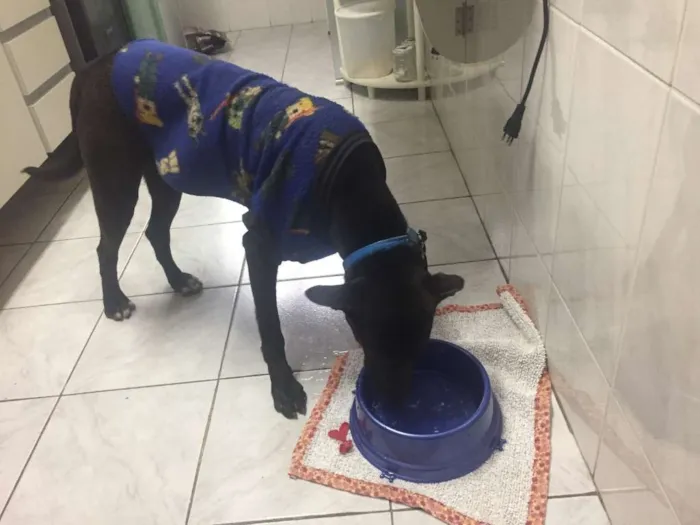 Cachorro ra a Sem Raça Definida idade 7 a 11 meses nome Negão
