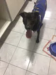 Negão