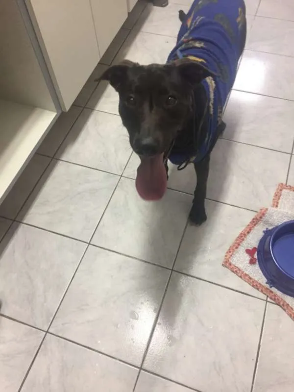 Cachorro ra a Sem Raça Definida idade 7 a 11 meses nome Negão