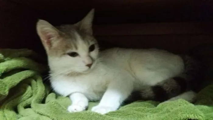 Gato ra a SRD idade 2 a 6 meses nome ANGEL