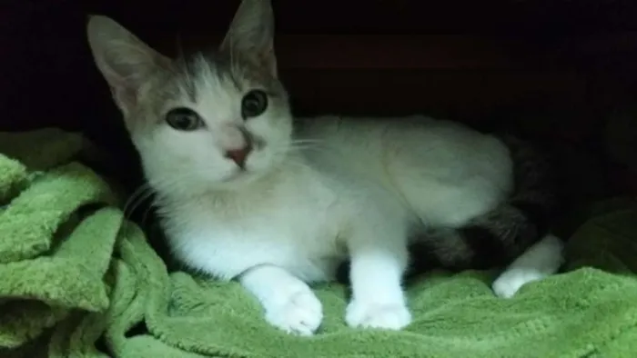 Gato ra a SRD idade 2 a 6 meses nome ANGEL