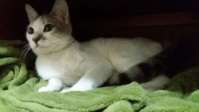 Gato ra a SRD idade 2 a 6 meses nome ANGEL