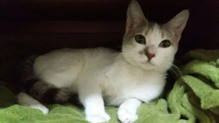 Gato ra a SRD idade 2 a 6 meses nome ANGEL