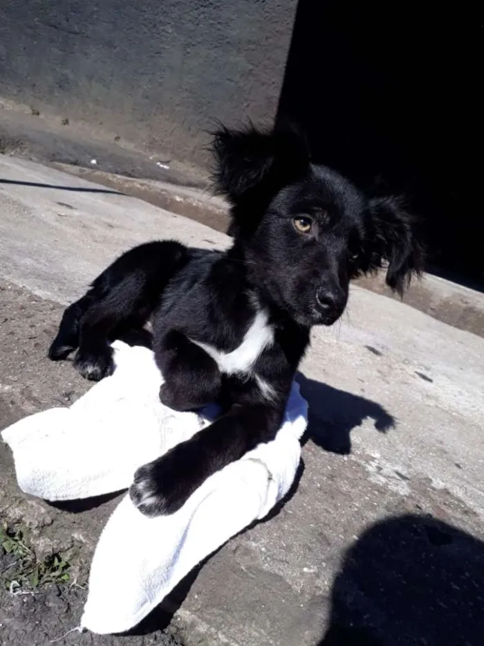 Cachorro ra a SRD idade 2 a 6 meses nome Odin