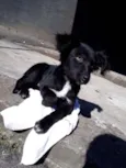 Odin