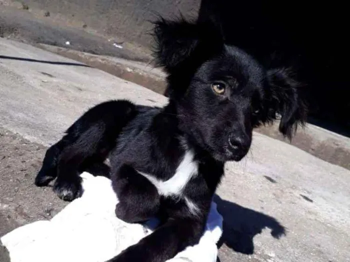 Cachorro ra a SRD idade 2 a 6 meses nome Odin
