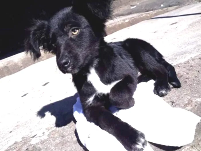 Cachorro ra a SRD idade 2 a 6 meses nome Odin