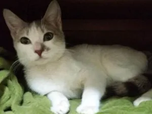 Gato raça SRD idade 2 a 6 meses nome ANGEL
