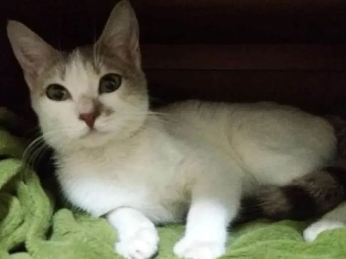 Gato ra a SRD idade 2 a 6 meses nome ANGEL