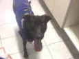 Negão