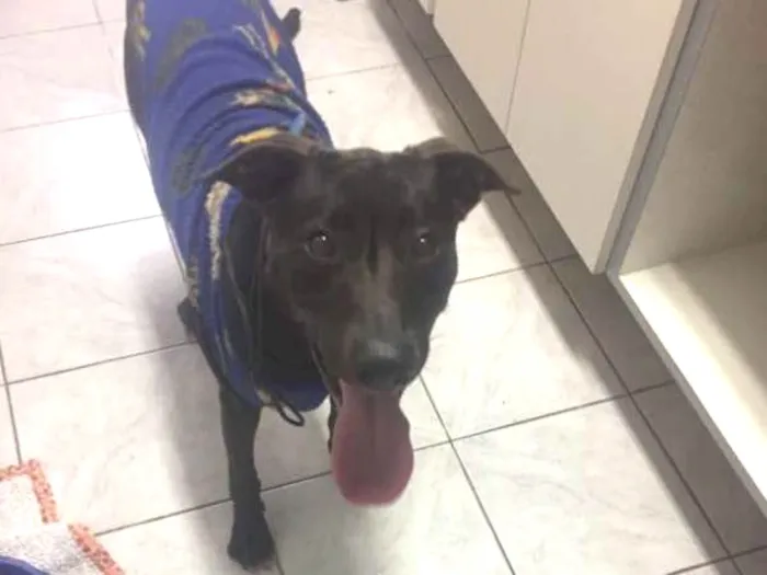 Cachorro ra a Sem Raça Definida idade 7 a 11 meses nome Negão