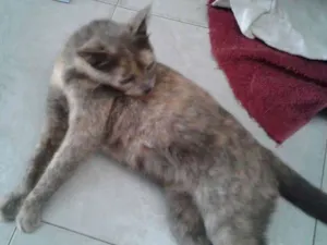 Gato raça  idade  nome Judite