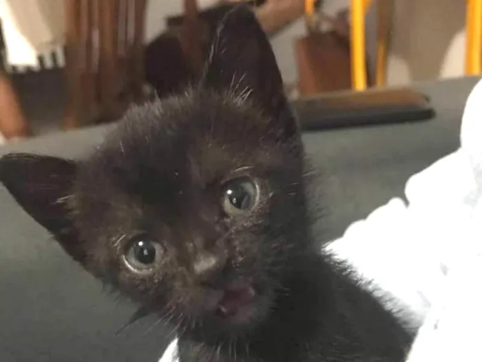 Gato ra a SRD idade Abaixo de 2 meses nome Mabel
