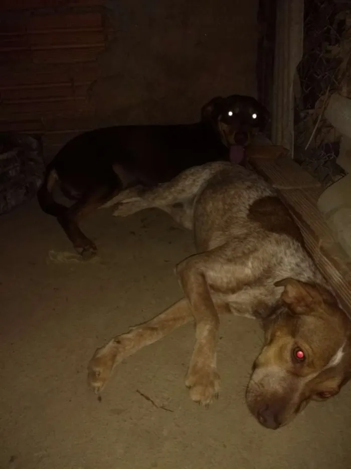 Cachorro ra a Pitbull com labrador idade 1 ano nome Sem 