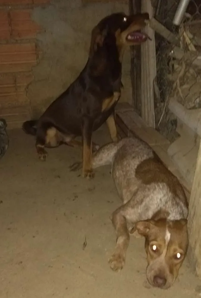 Cachorro ra a Pitbull com labrador idade 1 ano nome Sem 