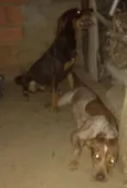 Sem