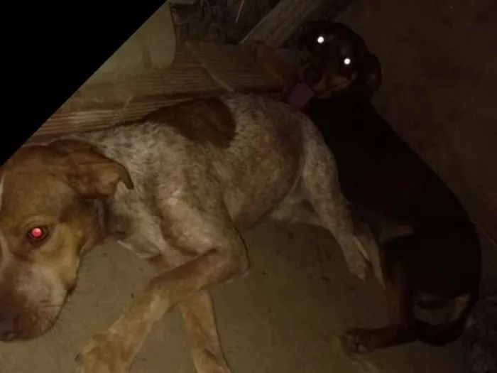 Cachorro ra a Pitbull com labrador idade 1 ano nome Sem 