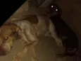 Sem