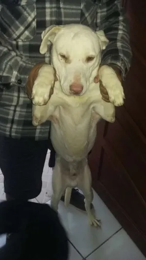 Cachorro raça Sem Raça idade 1 ano nome sansão
