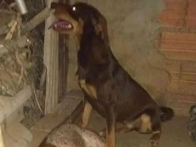 Cachorro ra a Pitbull com labrador idade 1 ano nome Sem 