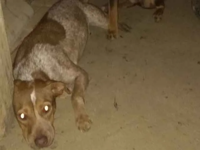 Cachorro ra a Pitbull com labrador idade 1 ano nome Sem 
