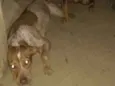 Sem