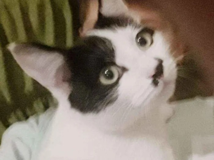 Gato ra a idade 1 ano nome Nenem