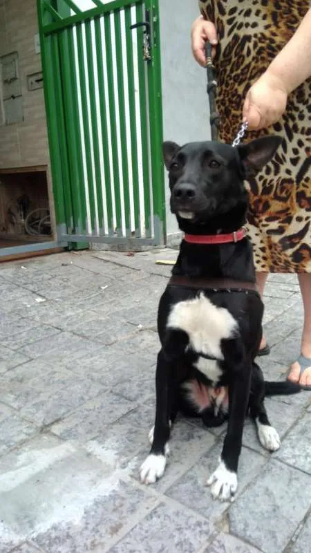 Cachorro ra a Vira Lata idade 7 a 11 meses nome Apogeu/Kratos