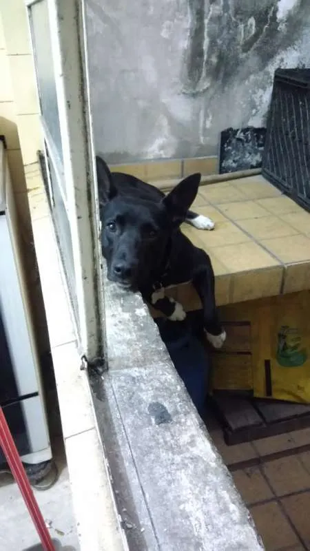 Cachorro ra a Vira Lata idade 7 a 11 meses nome Apogeu/Kratos