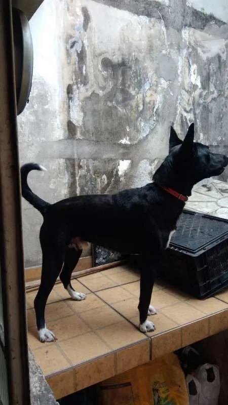 Cachorro ra a Vira Lata idade 7 a 11 meses nome Apogeu/Kratos