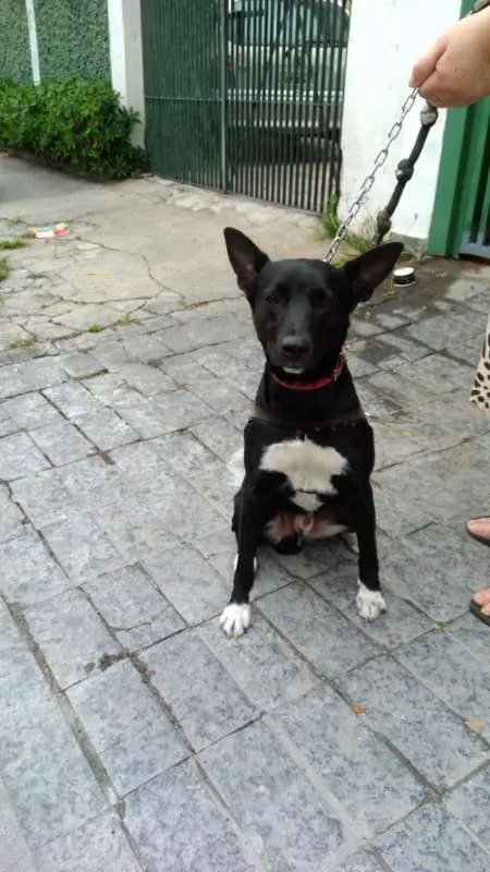 Cachorro ra a Vira Lata idade 7 a 11 meses nome Apogeu/Kratos