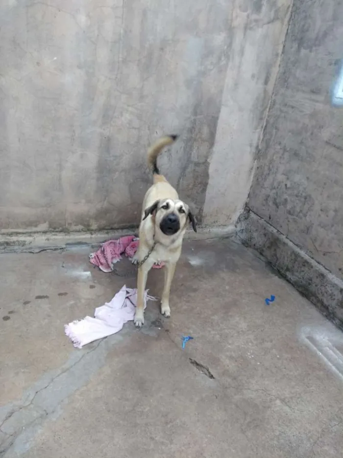 Cachorro ra a Akibashi idade 7 a 11 meses nome Babi