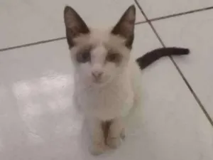 Gato raça SRD idade 2 a 6 meses nome Menina