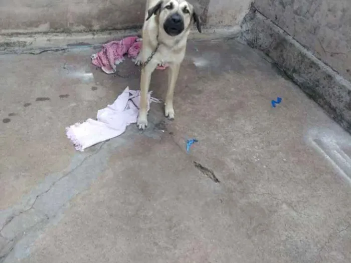Cachorro ra a Akibashi idade 7 a 11 meses nome Babi