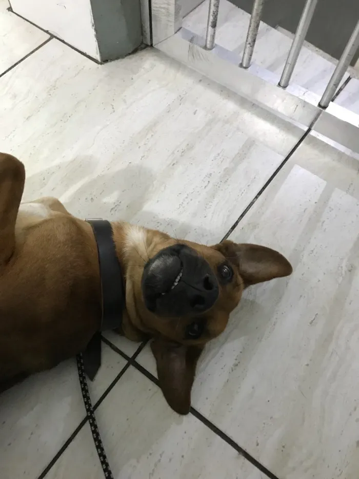 Cachorro ra a Sem Raça Definida idade 2 anos nome Costela