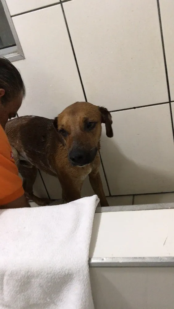 Cachorro ra a Sem Raça Definida idade 2 anos nome Costela