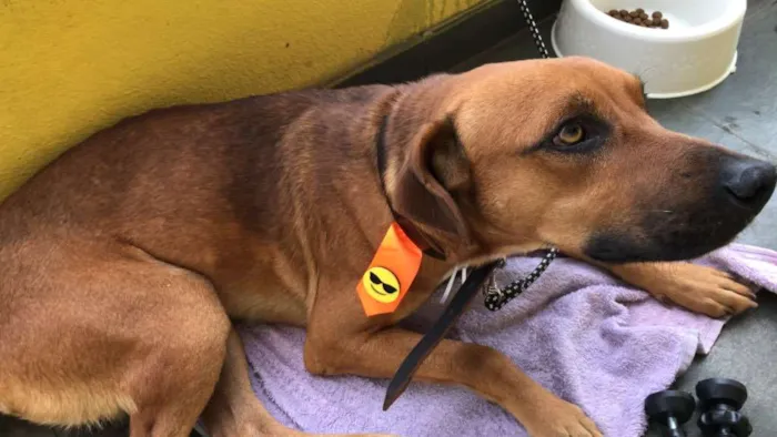 Cachorro ra a Sem Raça Definida idade 2 anos nome Costela
