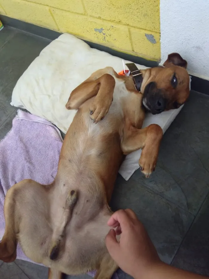 Cachorro ra a Sem Raça Definida idade 2 anos nome Costela