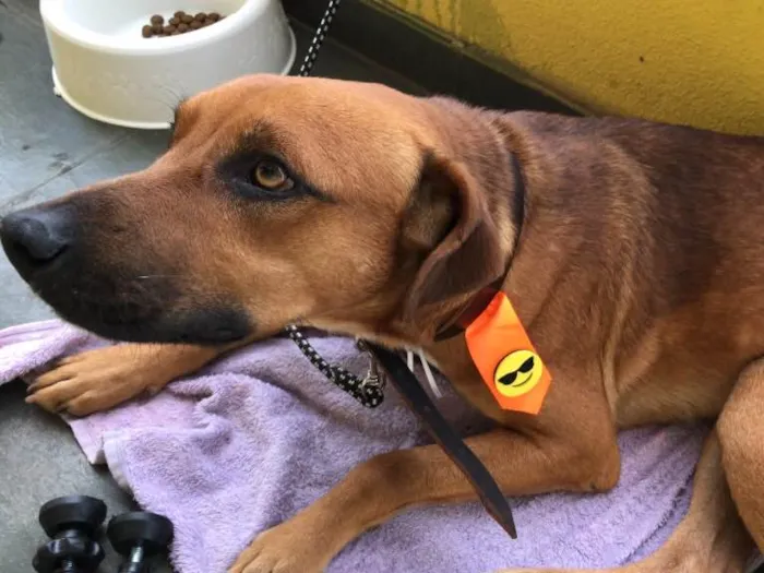 Cachorro ra a Sem Raça Definida idade 2 anos nome Costela