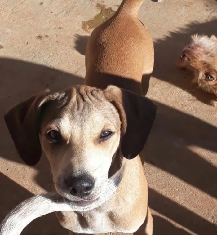 Cachorro ra a SRD idade 2 a 6 meses nome Brilho