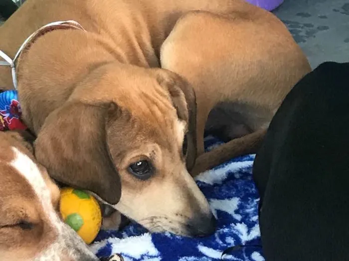 Cachorro ra a SRD idade 2 a 6 meses nome Brilho