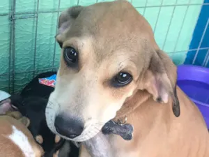 Cachorro raça SRD idade 2 a 6 meses nome Brilho