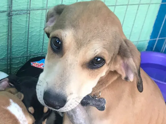 Cachorro ra a SRD idade 2 a 6 meses nome Brilho
