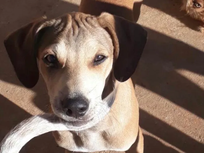 Cachorro ra a SRD idade 2 a 6 meses nome Brilho