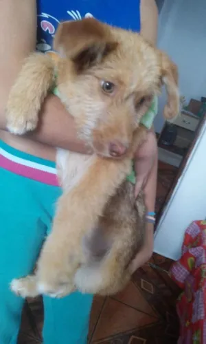Cachorro raça SRD idade 2 a 6 meses nome Teddy