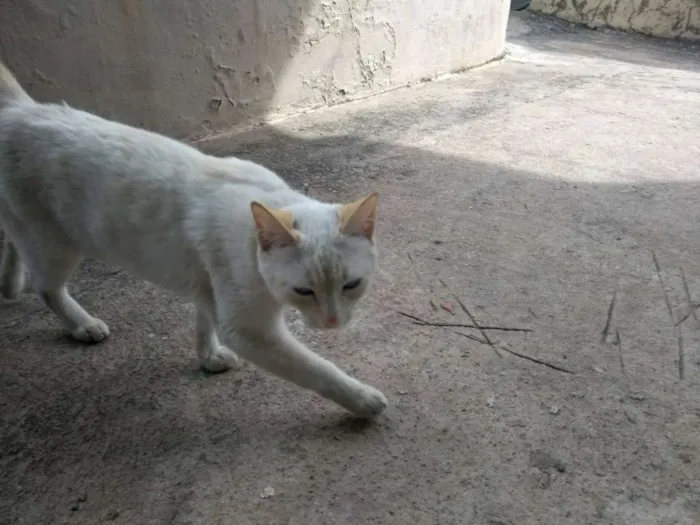 Gato raça Não sei idade  nome Lili