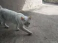 Lili