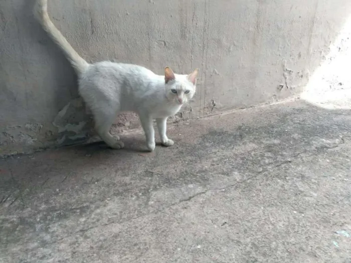 Gato raça Não sei idade  nome Lili