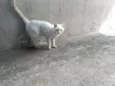 Lili