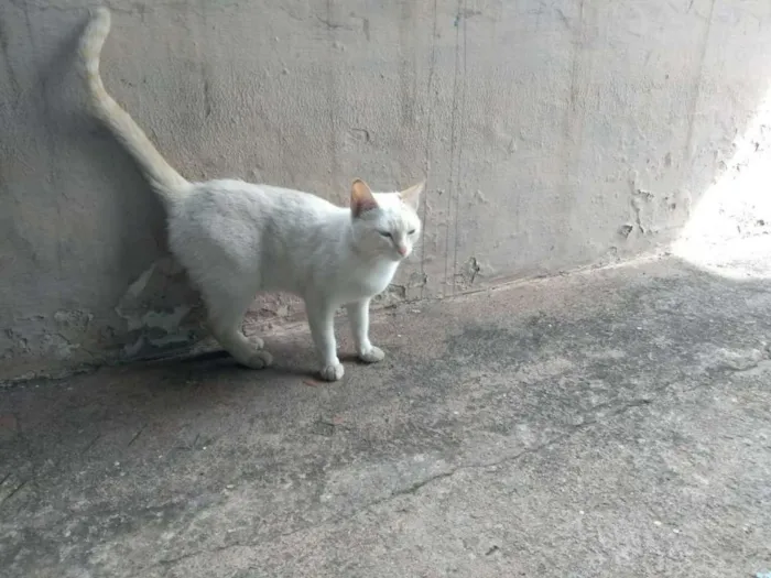 Gato raça Não sei idade  nome Lili